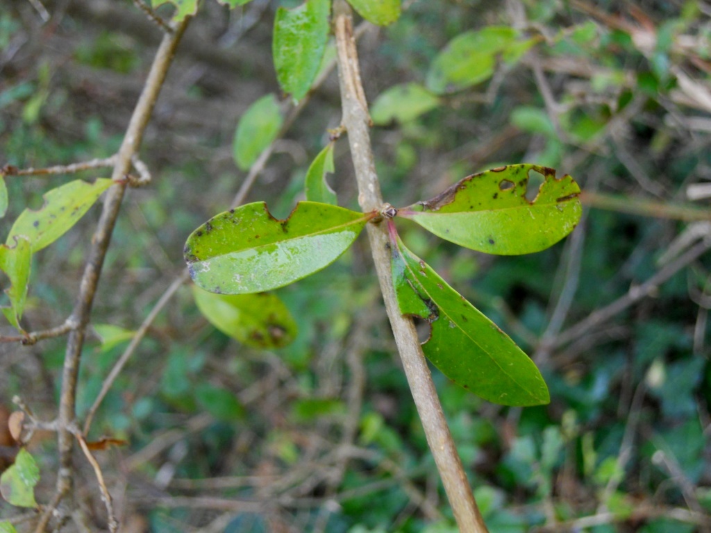 Arbusto - Ligustrum vulgare